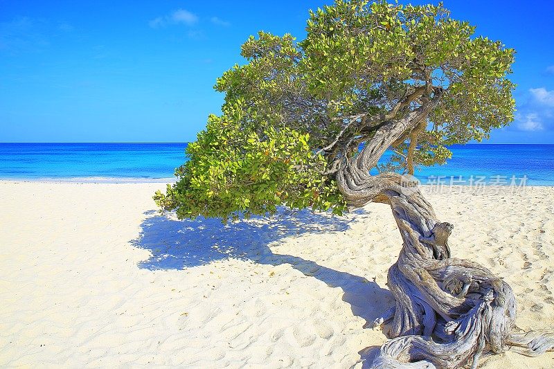 在阿鲁巴田园诗般的热带海滩与孤独的Divi Divi热带树，阳光蓝绿色泻湖，夏天的天堂，阿鲁巴-荷属安的列斯群岛，加勒比海蓝色的海